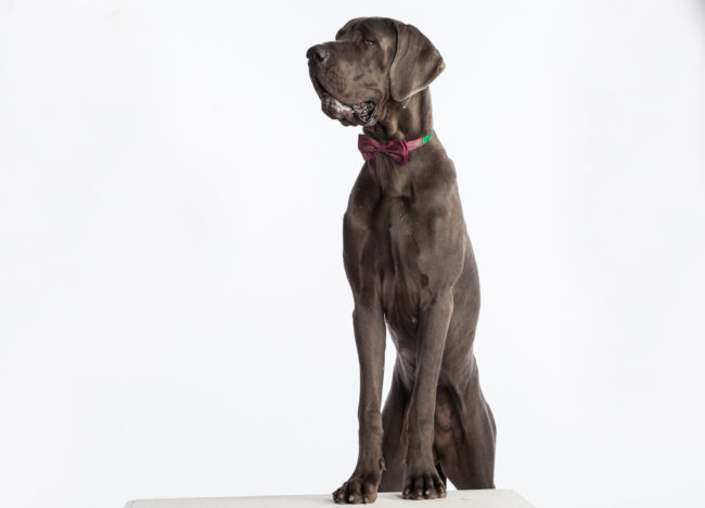 Magnolia agencia madrid moda comunicacion